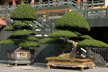 Poster Large ornamental bonsai trees outside beautiful pagoda in Vietnam in sunlight on a clear day. © Paul