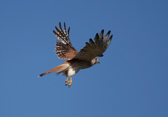 Wedgetail eagle in flight