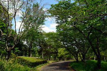 A park without people in the morning, a walking path surrounded by trees and grass with fresh green leaves.