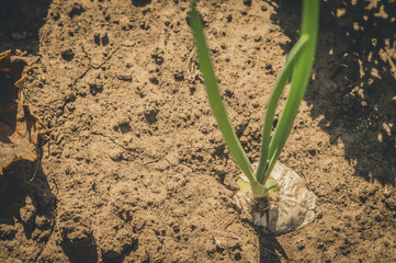 Garlic on the bed. Growing fresh garlic in your own garden. Selective focus