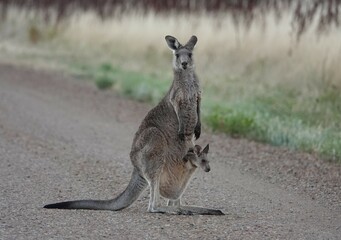 Kangaroo with baby Joey - obrazy, fototapety, plakaty