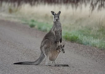 Fotobehang Kangaroo with baby Joey © Camilla