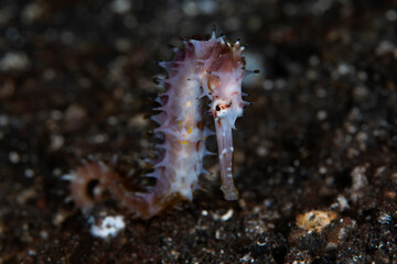 Thorny Seahorse - Hippocampus histrix. Underwater macro world of Tulamben, Bali, Indonesia.