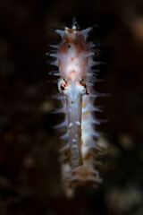 Thorny Seahorse - Hippocampus histrix. Underwater macro world of Tulamben, Bali, Indonesia.