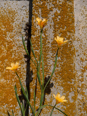 Orange Lemon Lily