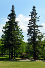 A park without people in the morning, the sun shines brightly on trees and the ground, and there are clouds in the blue sky.