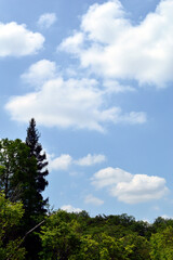 Trees grow toward the sky. Clouds are scattered in the sky.