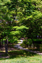 A park without people in the morning, a pattern of light and shadow created by trees on a green...