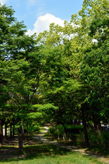 A park without people in the morning, a pattern of light and shadow created by trees on a green carpet.