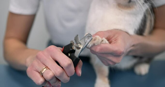 Close up of vet with clipper cutting cat nail