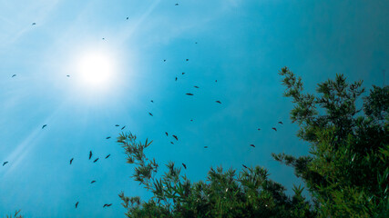 Fototapeta na wymiar Birds flying in the sky