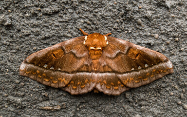 Close picture of a dragonfly 
