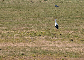 Storch1