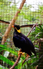 Gracula religiosa or myna bird, commonly seen in aviculture, member of starling family Sturnidae, hill regions of South Asia and Southeast Asia. 