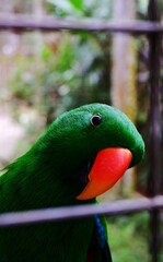 Beautiful close up of electus parrot 