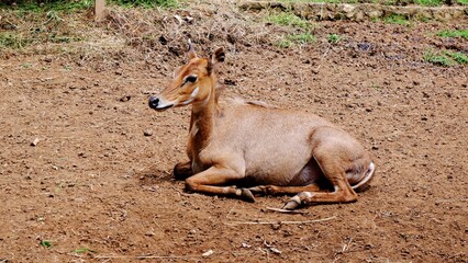 Brown deer sitting in the public park