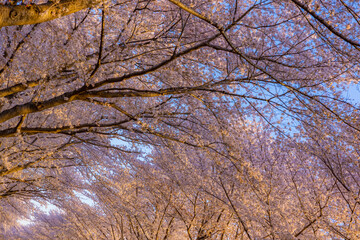 満開の桜並木