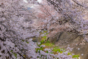 用水路に咲く桜並木