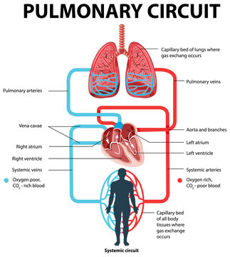 Diagram showing pulmonary circuit
