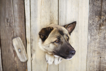 guard dog in dog house, security background