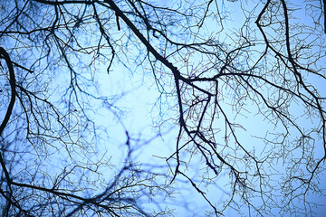 branches without leaves evening autumn, abstract seasonal background sadness