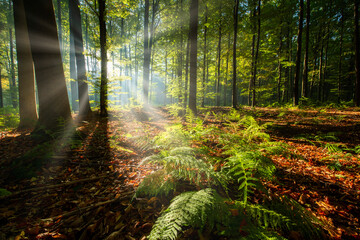 Fototapeta premium Beautiful sunny morning in the green forest