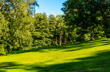 Fototapeta na wymiar green lawn with trees in summer