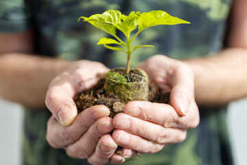 Naklejka na ściany i meble gardening - man holding a seedling of basil herb in the hands