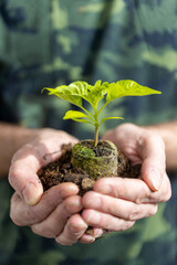 gardening - man holding a seedling of basil herb in the hands