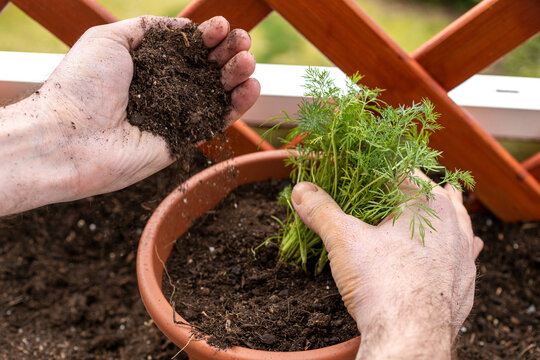 gardening - men planting a dill seedling in the flowerpot in the spring