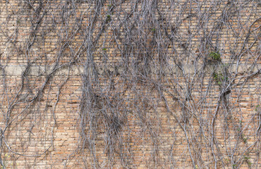 dried ivy branches on old brick wall
