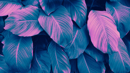 blue pink color of tropical leaves background