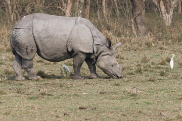 rhino in the wild