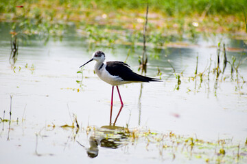Colorful lake habitat background. Black-winged stilt birds