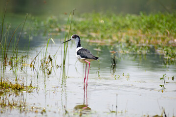 Colorful lake habitat background. Black-winged stilt birds