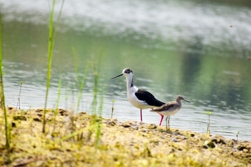Colorful lake habitat background. Black-winged stilt birds