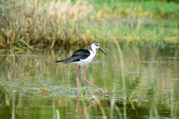 Colorful lake habitat background. Black-winged stilt birds