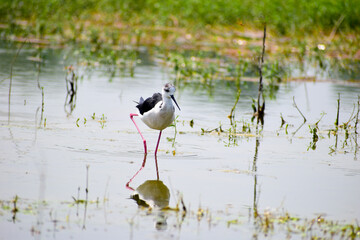 Colorful lake habitat background. Black-winged stilt birds