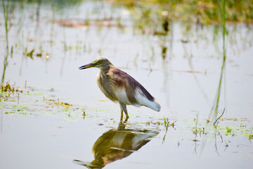 A beautiful birds striated heron 