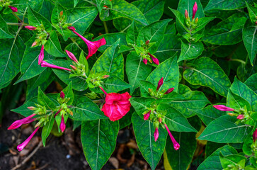 mirabilis jalapa in summer garden