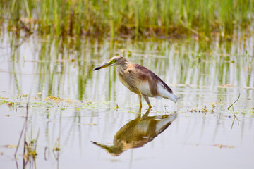 A beautiful birds striated heron 