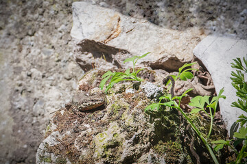 Lézard des murailles