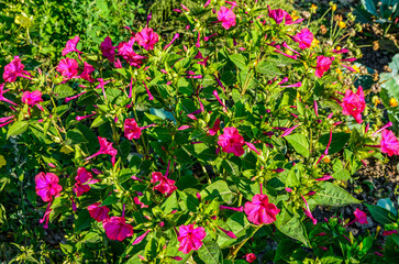 Fototapeta premium mirabilis jalapa in summer garden