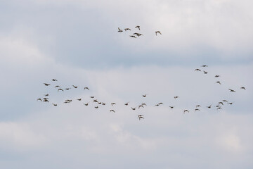 vol groupé de canards sauvages