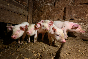 Young dirt piglet are feeding on farms pig. Pigs portrait