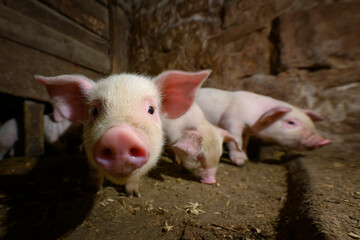 Young dirt piglet are feeding on farms pig. Pigs portrait