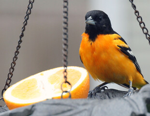 Baltimore Oriole