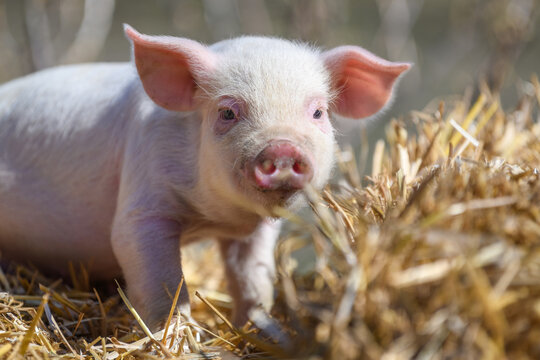 Piglet on hay and straw at pig breeding farm