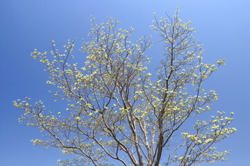 咲き始めた花水木の花と青空