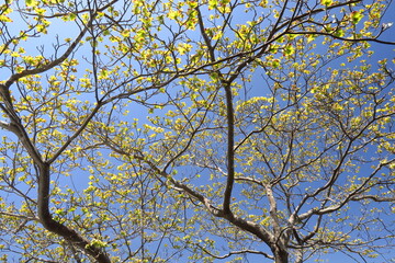 咲き始めた花水木の花と青空